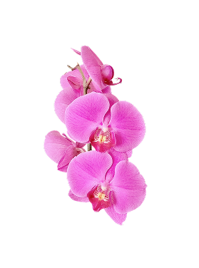 Orchid